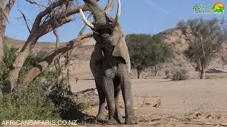 Desert Elephants of Namibia
