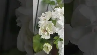 ТА Эдер