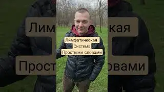 Лимфатическая Система Простыми Словами 