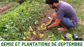 QUE SEMER ET PLANTER EN SEPTEMBRE ?
