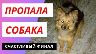 Пропала собака | Приколы с животными | Приколы с собакой