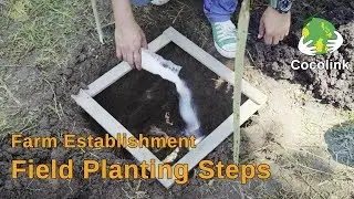 Field Planting Steps (Part 4/4)