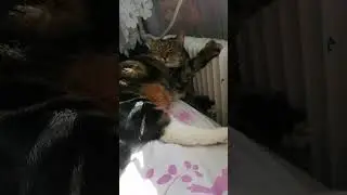 кот и батарея