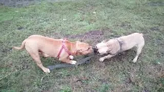 Стафф против французского бульдога. Перетягивания каната.  #staffy  #dog  #staff  #francebulldog