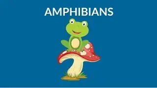Learn about Amphibians || Amphibians Animal  || Types of Amphibians