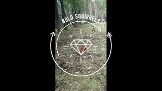 Bold, tame squirrels. Смелые, ручные белки