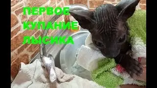 Первое купание лысого котенка. # 153.