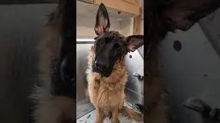 Dog ❤❤❤ #shorts