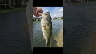 South Florida Fishing - One Last Day!! #shorts #fishing #florida