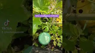 Orto e Intelligenza artificiale #orto #intelligenzaartificiale Sul mio canale YT trovi altri video