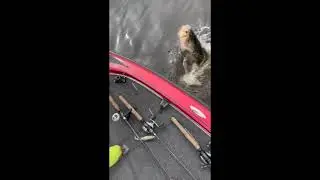 Big Bass Lipped on side of boat