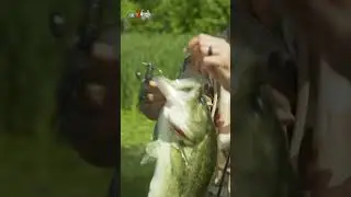 Gotta love Spring sight fishing! #shorts
