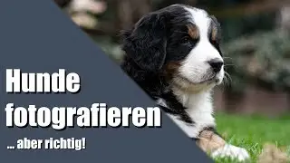 Folge-5: Tipps zur Hundefotografie