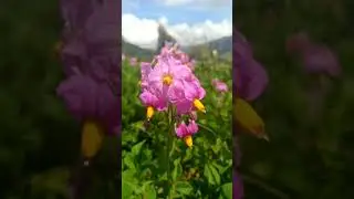 flores de papa 🥔#shorts  #agricultura #potato #papa #flores #organic