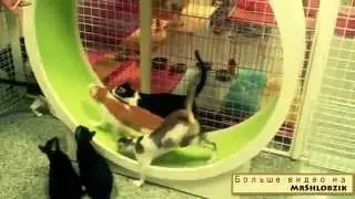 СМЕШНЫЕ КОШКИ БЕГАЮТ В КОЛЕСЕ! mp4 1280x720