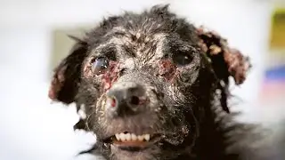 Perro asustado se arrastraba debajo de los coches…