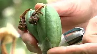 Gather the seeds
