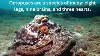 Octopuses Are A Species Of Many : Eight Legs, Nine Brains, Three Hearts And Blue Blood.