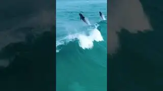 Incredible View of Dolphins playing with Sea Waves | Dolphin