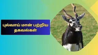 புல்வாய் மான் பற்றிய சுவாரசியமான தகவல்கள் 🦌| BMNatureNuggets #blackbuck #deer #deerhorn #animal