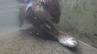Aty tries to grab trout!? [Otter life Day 122] アティがマスのつかみ取りにチャレンジ！？