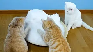 Katter Så Snø For Første Gang