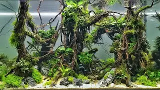 The Best Aquascapes at Aquatic Experience 2018
