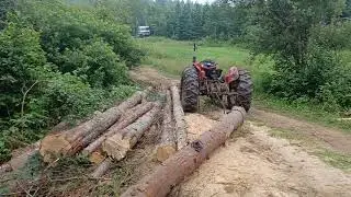 cutting spruce to make lumber