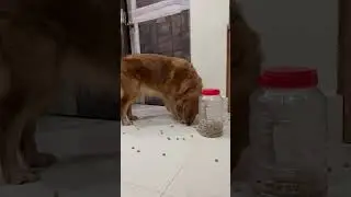 Cleaning the floor fast #goldenretriever #dog #doglover #pet #shortsviral #petlover #shorts