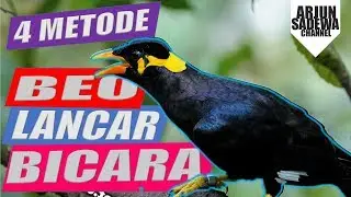 Agar burung beo bisa bicara lancar dan fasih | dengan 4 metode 2019