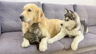 Husky Puppy Reacts To Meeting New Tiny Kitten For The First Time!!
