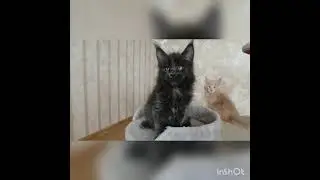 Скоро в нашем доме будет пополнение мейн- кунчики