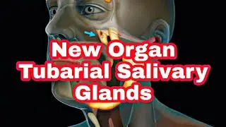 What is the new organ scientists have discovered in the throat?|Tubarial Salivary Glands