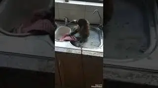 Хозяюшка прикол