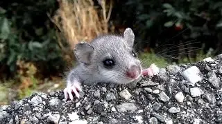 Funny unknown animal