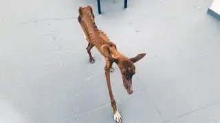 Dying dog came for help, people chased him away screaming!