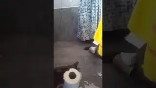 Dreaded kitten still murdering toilet roll
