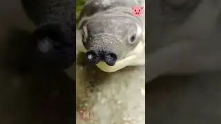 Дети черепахи Тортиллы  #travel #animals