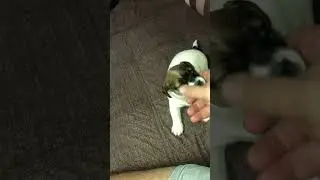 Джек Рассел терьер Джасмин подросла. От меня не отходит)