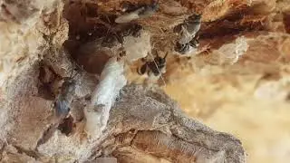 Parasitoid wasps