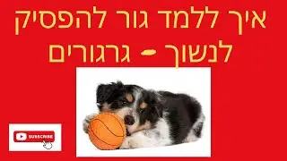 איך להפסיק נשיכות של גור ??? איך ללמד גור לא לנשוך ?? - טל שלוש אילוף כלבים והכשרת מאלפי כלבים HDC