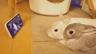 Real Bunny reacting to Bunny Kookie 👀