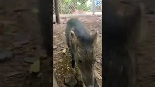 The Peccary STRUT  #animals #animalrescue