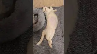 Побрили кота😱 #кошка #кот