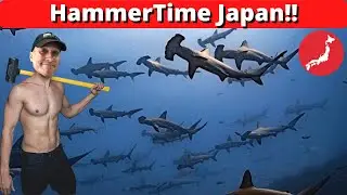 HammerTime Japan – Hammerhead Shark Diving in Japan