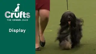 Joe Cartledge Memorial International Junior Handling Final Judging | Crufts 2023