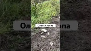 Оленьими тропами Эвенкии