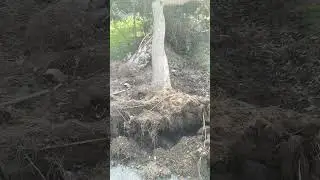 Amazing Tree Falling Video | Tree Falling On Its Own