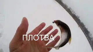 Как поймать плотву зимой или нам нужна плотва.