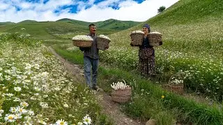 🌼 Mountain Harvest: Collecting Chamomile and Making Delicious Jam 🍯